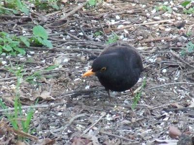 Прикрепленное изображение: Sdr3.jpg